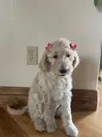 Vivian, a female Poodle - Standard  for sale in Parker, CO – Photo 2 of 2