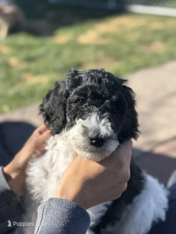Beau – Poodle - Standard  puppy for sale in Parker, CO