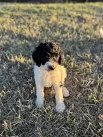 Beau, a male Poodle - Standard  for sale in Parker, CO – Photo 4 of 4