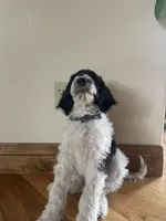 Beau, a male Poodle - Standard  for sale in Parker, CO – Photo 3 of 4