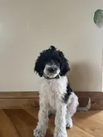 Beau, a male Poodle - Standard  for sale in Parker, CO – Photo 2 of 4