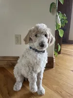 Walter, a male Poodle - Standard  for sale in Parker, CO – Photo 3 of 3
