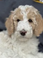 Walter, a male Poodle - Standard  for sale in Parker, CO – Photo 1 of 3