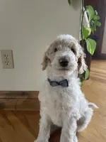 Walter, a male Poodle - Standard  for sale in Parker, CO – Photo 2 of 3