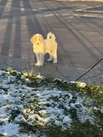 Bea, a female Poodle - Standard  for sale in Parker, CO – 2 of 3
