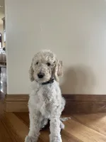 Denver, a male Poodle - Standard  for sale in Parker, CO – 2 of 3