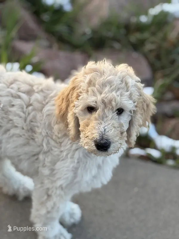 Denver – Poodle - Standard  puppy for sale in Parker, CO
