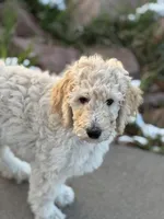 Denver, a male Poodle - Standard  for sale in Parker, CO – Photo 1 of 2
