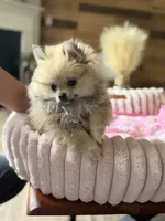 Luci, a female Pomeranian for sale in Oakwood, GA – 2 of 2
