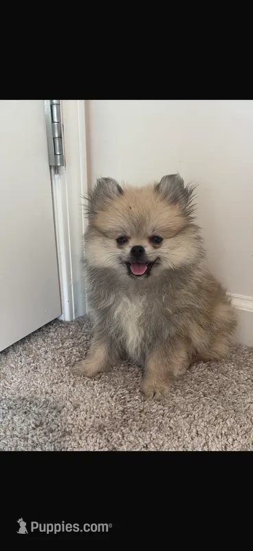Luci – Pomeranian puppy for sale in Oakwood, GA