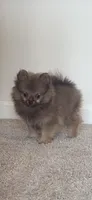 Lupi, a female Pomeranian for sale in Oakwood, GA – 2 of 2