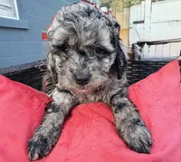 COSMO, a male Cockapoo for sale in Worcester, MA – 4 of 7