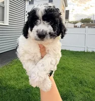princess, a female Cockapoo for sale in Worcester, MA – 4 of 4