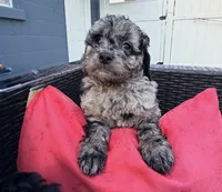 COSMO, a male Cockapoo for sale in Worcester, MA – 2 of 7