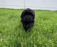 nova, a female Cockapoo for sale in Worcester, MA – 2 of 3