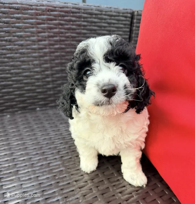 princess – Cockapoo puppy for sale in Worcester, MA