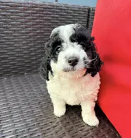 princess, a female Cockapoo for sale in Worcester, MA – 1 of 4
