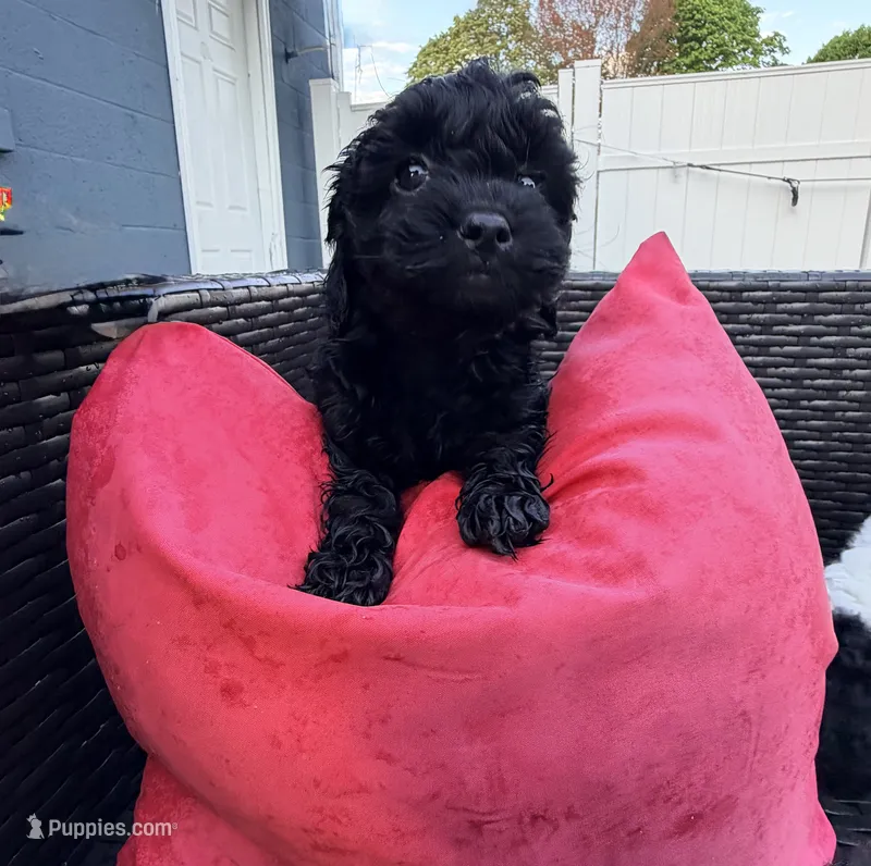 nova – Cockapoo puppy for sale in Worcester, MA