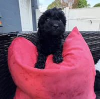 nova, a female Cockapoo for sale in Worcester, MA – 1 of 3