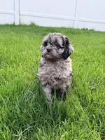 COSMO, a male Cockapoo for sale in Worcester, MA – 7 of 7