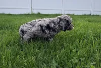 COSMO, a male Cockapoo for sale in Worcester, MA – 3 of 7