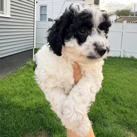 princess, a female Cockapoo for sale in Worcester, MA – 3 of 4