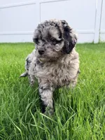 COSMO, a male Cockapoo for sale in Worcester, MA – 6 of 7
