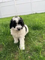 princess, a female Cockapoo for sale in Worcester, MA – 2 of 4