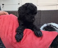 nova, a female Cockapoo for sale in Worcester, MA – 3 of 3