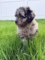 COSMO, a male Cockapoo for sale in Worcester, MA – 5 of 7