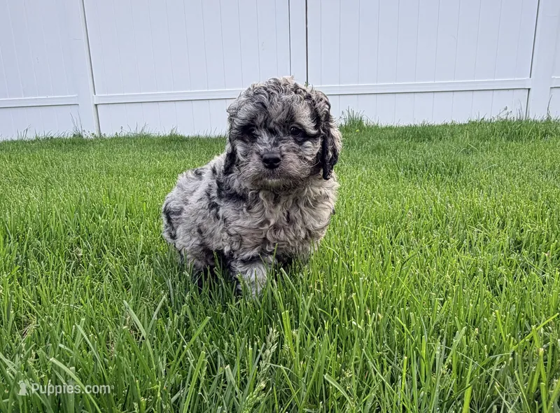 COSMO – Cockapoo puppy for sale in Worcester, MA