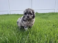 COSMO, a male Cockapoo for sale in Worcester, MA – 1 of 7