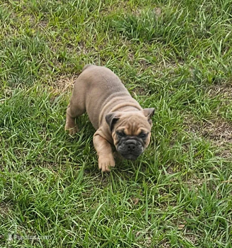 Name your puppy!! – English Bulldog puppy for sale in Zephyrhills South, FL