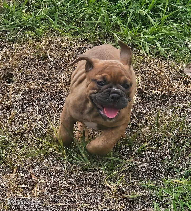 Name your puppy!! – English Bulldog puppy for sale in Zephyrhills South, FL