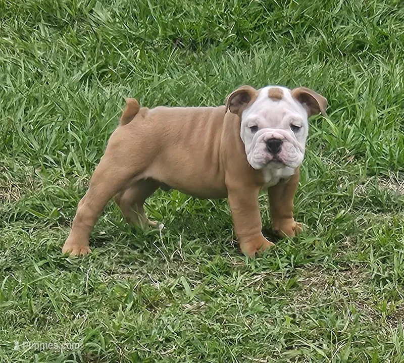 Name your puppy!! – English Bulldog puppy for sale in Zephyrhills South, FL