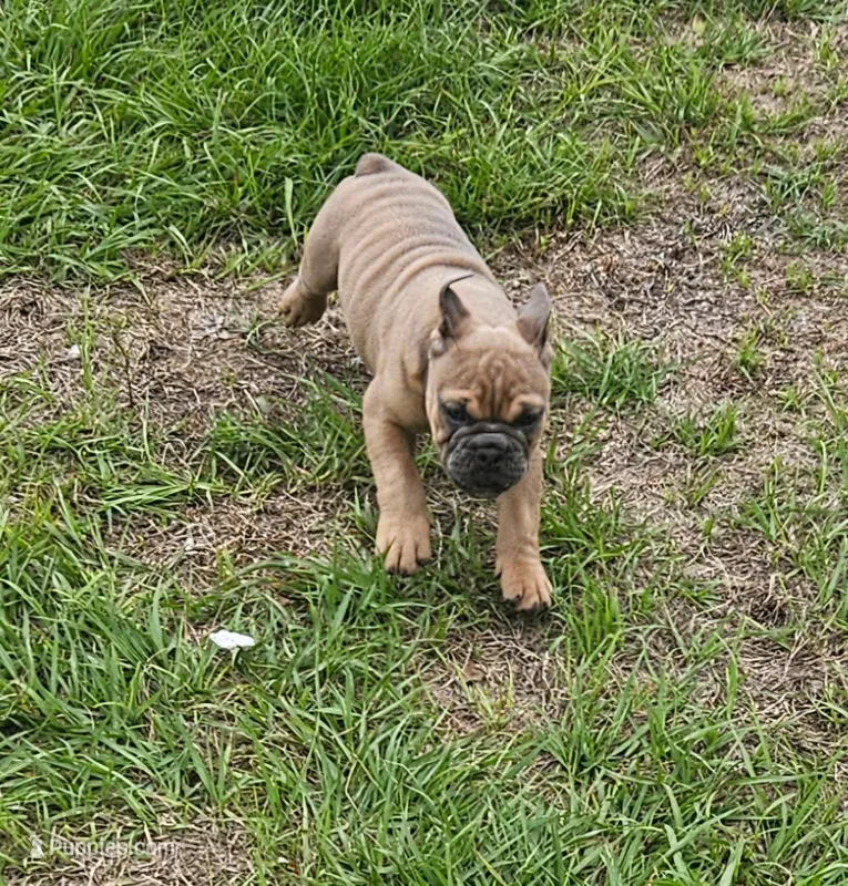 Name your puppy!! – English Bulldog puppy for sale in Zephyrhills South, FL