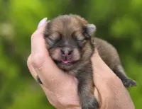 Memory , a female Pomeranian for sale in Redding, CA – 5 of 9