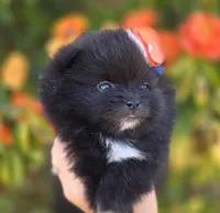 Mona Lisa AKC , a female Pomeranian for sale in Redding, CA – 6 of 10