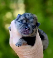 Afogoto AKC , a male Pomeranian for sale in Redding, CA – 2 of 10