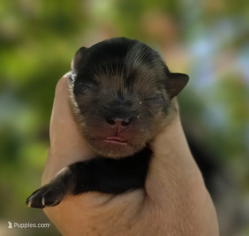 Lotus  – Pomeranian puppy for sale in Redding, CA