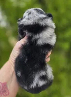 Starry Starry Night , a male Pomeranian for sale in Anderson, CA – 6 of 10
