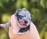 Starry Starry Night , a male Pomeranian for sale in Redding, CA – 3 of 8