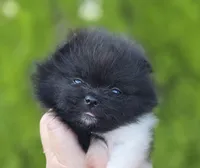 Little Lamborghini , a male Pomeranian for sale in Redding, CA – 2 of 9