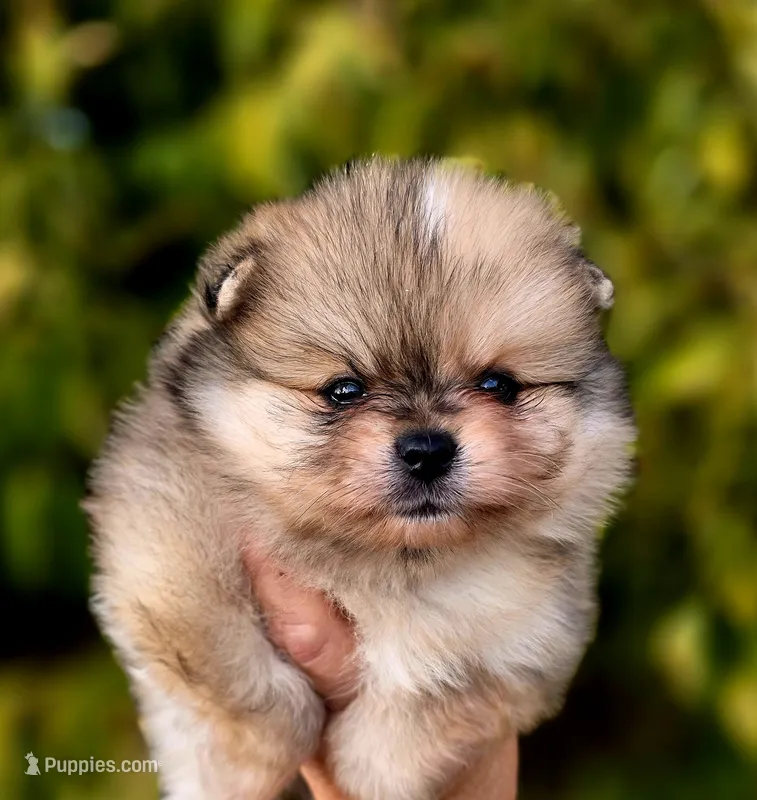 DaVinci  – Pomeranian puppy for sale in Redding, CA