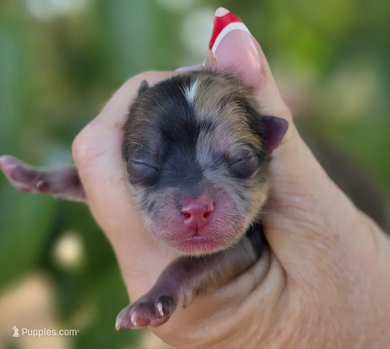 DaVinci  – Pomeranian puppy for sale in Redding, CA