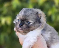 Bentley Blue eyes, a male Pomeranian for sale in Redding, CA – 5 of 10