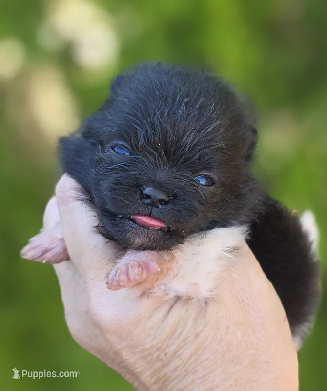 Lamborghini  – Pomeranian puppy for sale in Redding, CA