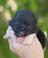 Lamborghini , a male Pomeranian for sale in Redding, CA – 1 of 4