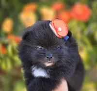 Mona Lisa AKC , a female Pomeranian for sale in Redding, CA – 4 of 10