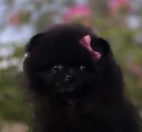 Itsy Bitsy , a female Pomeranian for sale in Redding, CA – 4 of 8